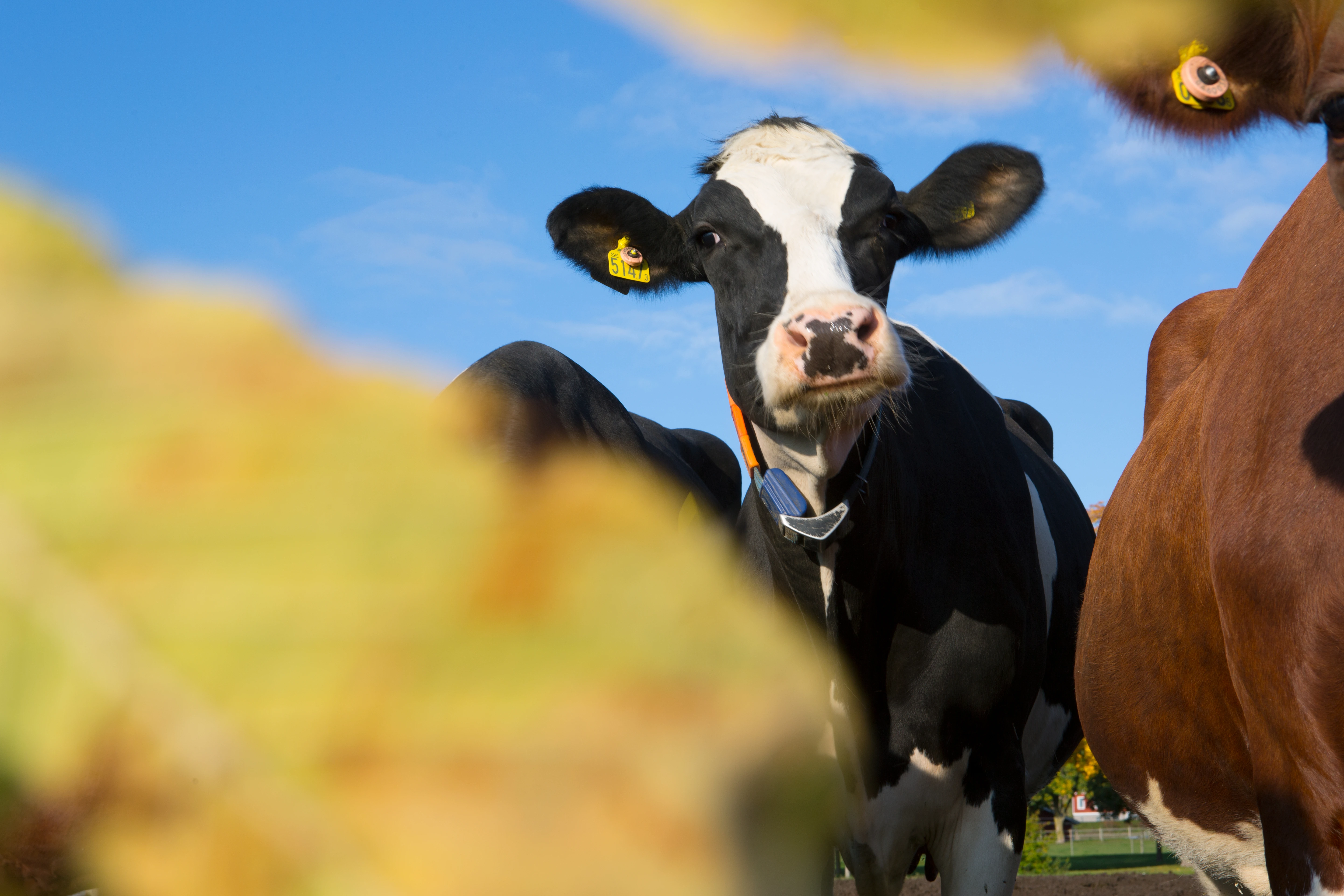 Merada otlayan Holstein sürüsü
